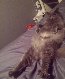 My big fat cat just doesnt give a shit about anything Look at her fuckin lounging like shes not even a cat Look at that gut dude If it wasnt too late it would have been better to name her honey badger since shes so good at not giving a shit God damn