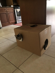 My box turned into a cat
