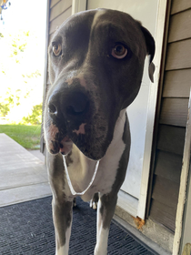 My boy Obie achieved slobber unity  The earth is healing