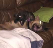 My boyfriend snapped a picture of my dogs playing Sometimes its better to leave the flash off