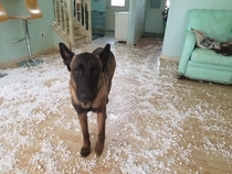 My boyfriends dad woke up to find the remains of one of his dogs toys covering the house