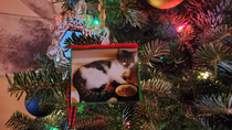 My boyfriends mom made us ornaments with pictures of our pets on them She unknowingly used one from last year we had sent her when our cat got spayed and was miserable