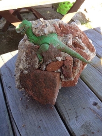 My brother found a dinosaur while digging up his garden