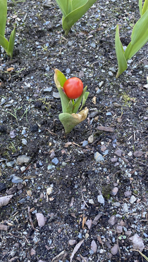My brother tried to cover up a broken tulip with a tomato