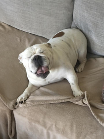 My brothers bulldog in mid sneeze