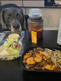 My buddy got hibachi for dinner His dog is VERY interested