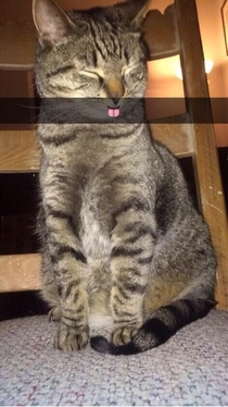 My buddy snapchatted me a picture of his cat It only seemed right to give this picture a home here