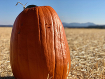 My buddy took a portrait with his Jack-o-Lantern this year