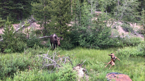 My buddys dog saw a moose