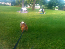 My bulldog taking yoga to a whole new level