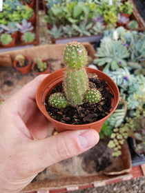 My cactus is a prick