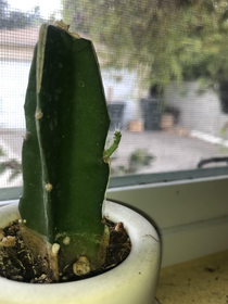 My cactus is happy to see me