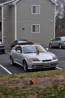 My car is a total pussy magnet