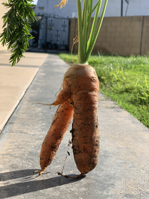 My Carrot Is Letting It All Hang Out