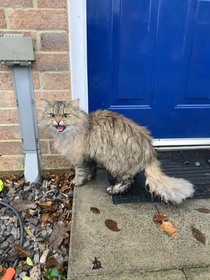 My cat after getting out this morning when I didnt want him too Came home from my lunch break to find a very unhappy soggy moggy 