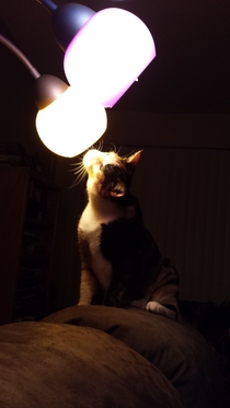 My cat also likes the smell of light