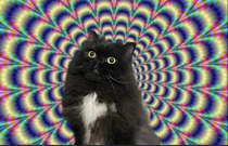 My cat always looks like hes tripping so I gave him a trippy background