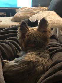 My cat and dog in a heated stare down over who gets to sit on my lap