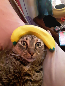 My cat and her banana