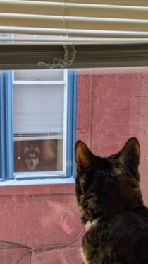 My cat and the neighbors dog staring each other down everyday This is their lives now