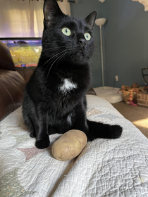 My cat brought me a potato Thats so nice not only did he bring me food he brought my cultures most revered food item the potato I can eat it today or drink it next week