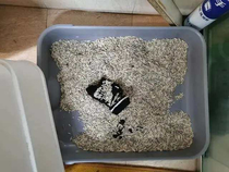 My cat buried my socks in the litter tray