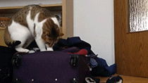 My cat caught trying to get into a suitcase