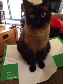 My cat didnt want me to do my chemistry homework Seems like a valid excuse