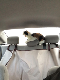 My cat does not approve of my driving