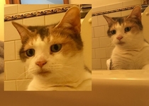 My cat does not like it when Im in the tub