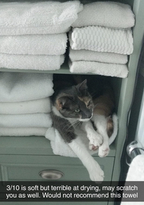 My cat does NOT make for a good towel