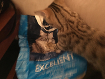 My cat doesnt like other cats not even on products