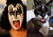 My cat doing his best Gene Simmons expression