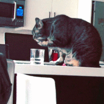 My cat drinking water