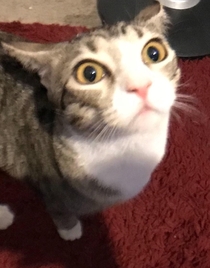 my cat farted loudly and this was her reaction