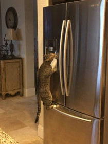 My cat figured out how the fridge works and now hes turnt on fresh crisp water