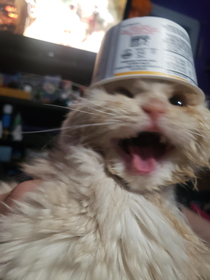 My cat found a hat and she was really excited about it