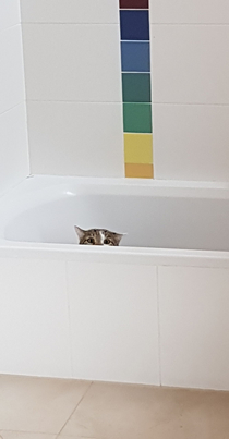 My cat got super scared by our visitors and hid in the bathtub