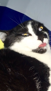 My cat had to be sedated yesterday