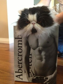 My cat has been working out lately