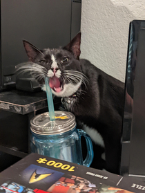 My cat has decided to claim my water cup as her own