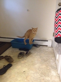 My cat has finally mastered the litter box power dump stance