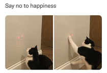 My cat hates happiness