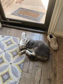 My cat huffs stinky shoes We found her like this after the repairman took his off when he came in yesterday