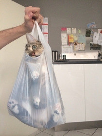 My cat in a bag D