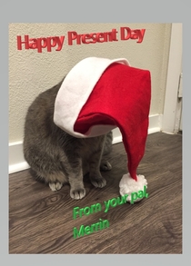 My cat inadvertently made the best-worst holiday card