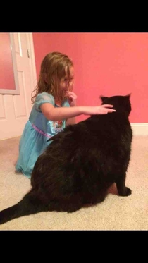 My cat is bigger than my  year old niece