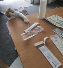 My cat is desperate to do a rapid test