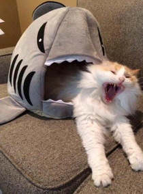 My cat is getting eaten by a big bad SHARK