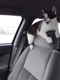 My cat is not the most trusting copilot